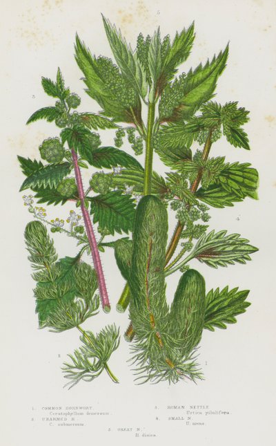 Flowering Plants of Great Britain: Common Hornwort, Unarmed Hornwort, Roman Nettle, Small Nettle, Great Nettle by English School