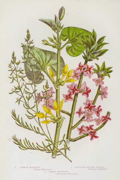 Flowering Plants of Great Britain: Common Mezereon, Lint-Leaved Bastard Toadflax, Common Birthwort by English School