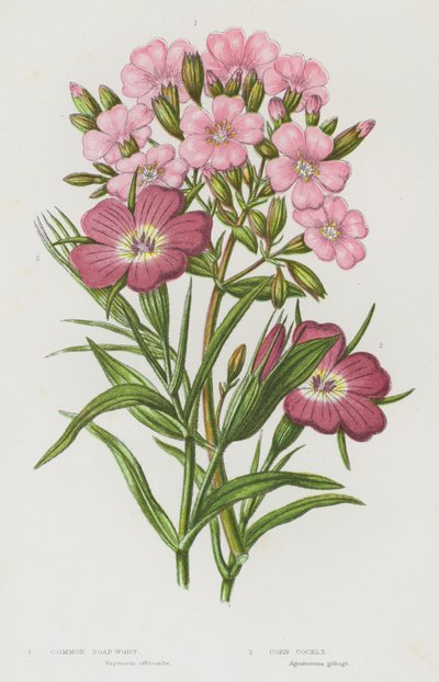 Flowering Plants of Great Britain: Common Soap Wort, Corn Cockle by English School