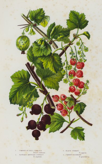 Flowering Plants of Great Britain: Common or Red Currant, Tasteless Mountain Currant, Black Currant, Common Gooseberry by English School