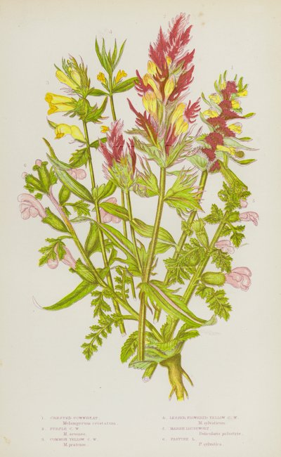 Flowering Plants of Great Britain: Crested Cowwheat, Purple Cowwheat, Common Yellow Cowwheat, Lesser Flowered Yellow Cowwheat, Marsh Lousewort, Pasture Lousewort by English School