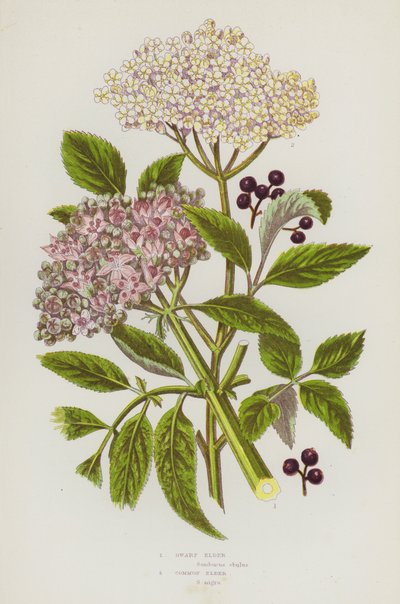 Flowering Plants of Great Britain: Dwarf Elder, Common Elder by English School