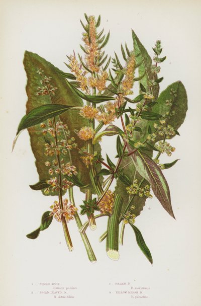 Flowering Plants of Great Britain: Fiddle Dock, Broad Leaved Dock, Golden Dock, Yellow Marsh Dock by English School