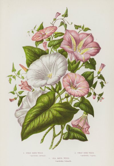 Flowering Plants of Great Britain: Field Bind-Weed, Great Bind-Weed, Sea Bind-Weed by English School