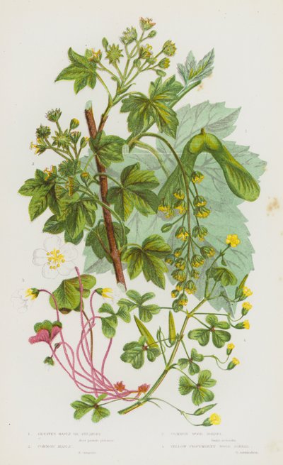 Flowering Plants of Great Britain: Greater Maple or Sycamore, Common Maple, Common Wood Sorrel, Yellow Procumbent Wood Sorrel by English School