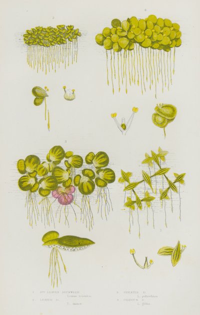 Flowering Plants of Great Britain: Ivy Leaved Duckweed, Lesser Duckweed, Greater Duckweed, Gibbous Duckweed by English School