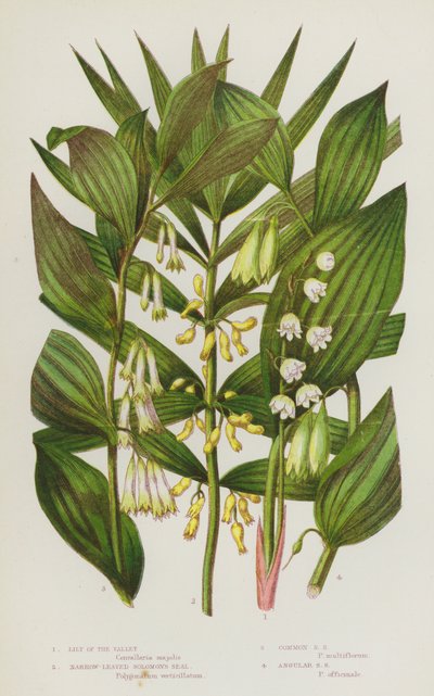 Flowering Plants of Great Britain: Lily of the Valley, Narrow-Leaved Solomon