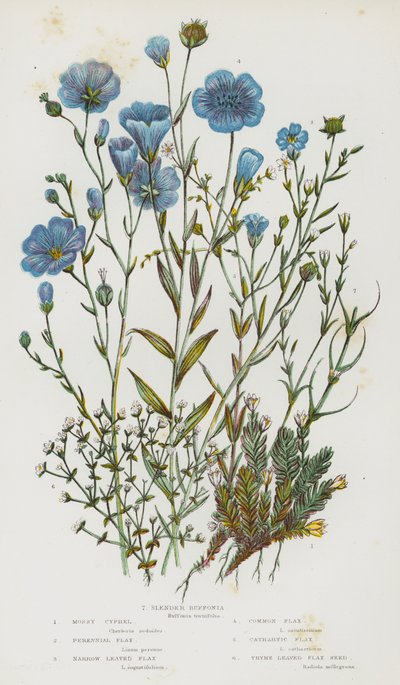 Flowering Plants of Great Britain: Mossy Cyphel, Perennial Flax, Narrow Leaved Flax, Common Flax, Cathartic Flax, Thyme Leaved Flax Seed, Slender Buffonia by English School