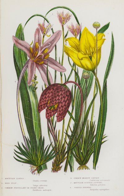 Flowering Plants of Great Britain: Mountain Lloydia, Wild Tulip, Common Fritillary or Snake