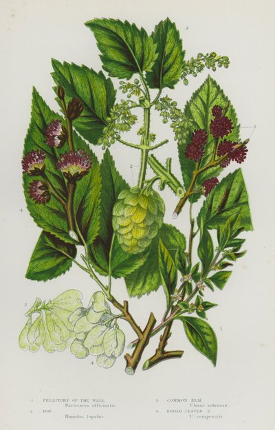Flowering Plants of Great Britain: Pellitory of the Wall, Hop, Common Elm, Broad-Leaved Elm by English School