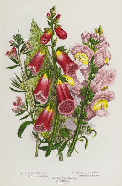 Flowering Plants of Great Britain: Purple Foxglove, Great Snap-Dragon, Lesser Snap-Dragon by English School