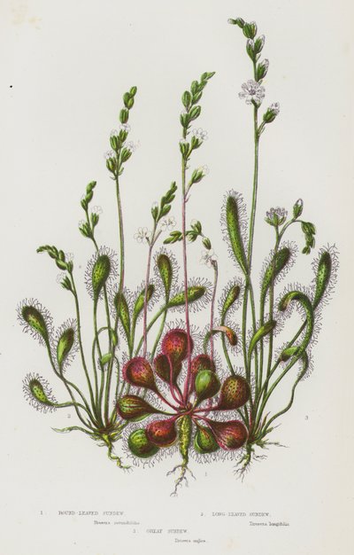 Flowering Plants of Great Britain: Round-Leaved Sundew, Long-Leaved Sundew, Great Sundew by English School