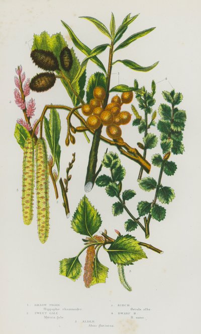 Flowering Plants of Great Britain: Sallow Thorn, Sweet Gale, Birch, Dwarf Birch, Alder by English School