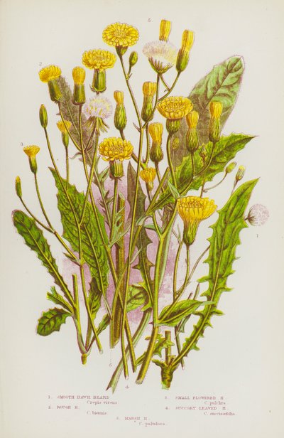 Flowering Plants of Great Britain: Smooth Hawk Beard, Rough Hawk Beard, Small Flowered Hawk Beard, Succory Leaved Hawk Beard, Marsh Hawk Beard by English School