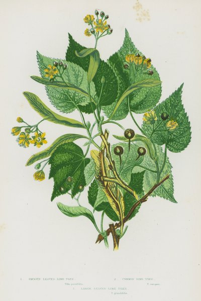 Flowering Plants of Great Britain: Smooth Leaved Lime Tree, Common Lime Tree, Large Leaved Lime Tree by English School