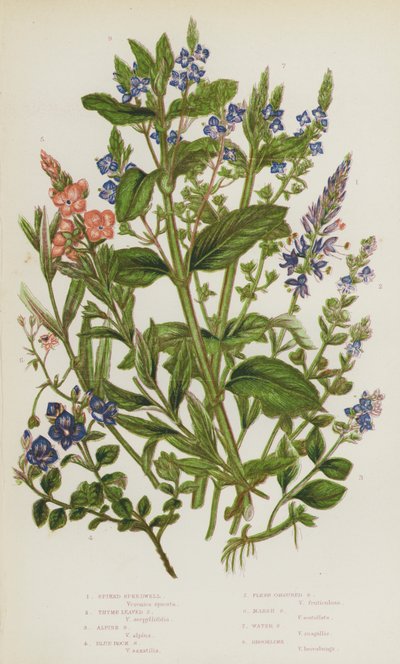 Flowering Plants of Great Britain: Spiked Speedwell, Thyme Leaved Speedwell, Alpine Speedwell, Blue Rock Speedwell, Flesh Coloured Speedwell, Marsh Speedwell, Water Speedwell, Brooklime by English School