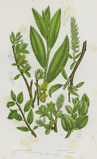 Flowering Plants of Great Britain: Tea Leaved Willow, Small Tree Willow, Green Whortle Leaved Willow by English School