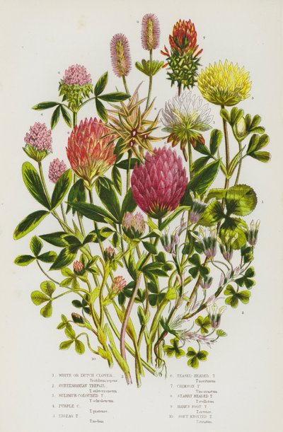 White or Dutch Clover, Subterranean Trefoil, Sulphur Coloured Trefoil, Purple Coloured Trefoil, Zigzag Trefoil, Teasel-Headed Trefoil, Crimson Trefoil, Starry Headed Trefoil, Hare