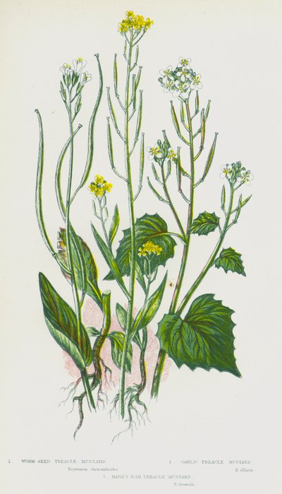 Flowering Plants of Great Britain: Worm-Seed Treacle Mustard, Garlic Treacle Mustard, Hare