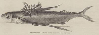 Flying-Fish, with a Parasitic Growth on its Back by English School