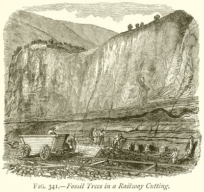 Fossil Trees in a Railway Cutting by English School