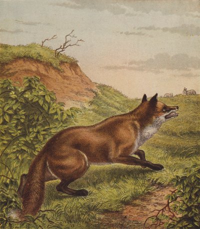 Fox by English School