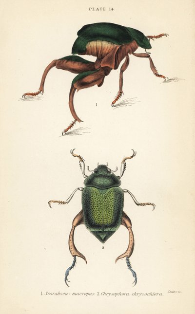 Frog-legged beetle and shining leaf chafer beetle by English School