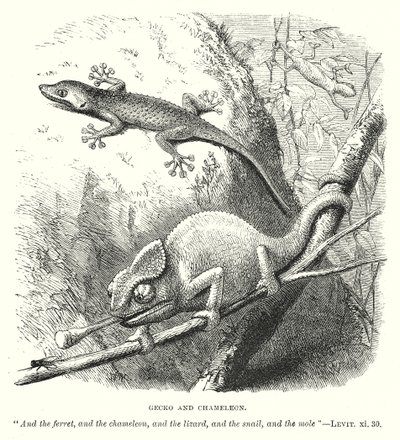 Gecko and Chameleon by English School