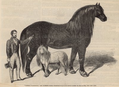 General Washington, the Mammoth Horse by English School