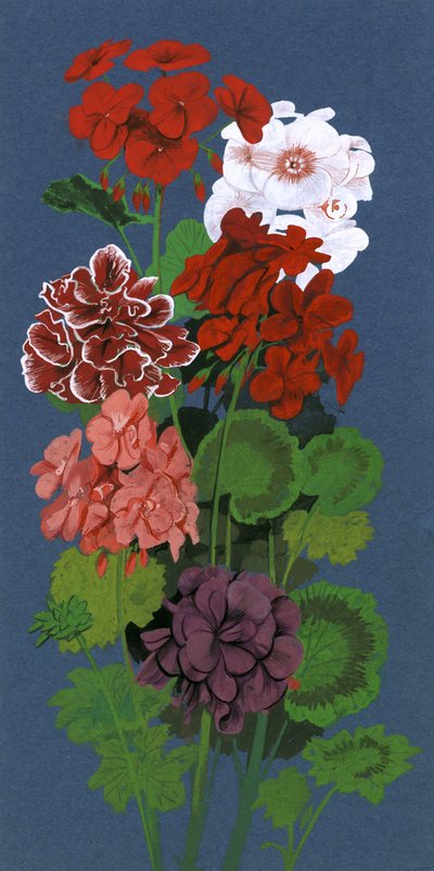 Geraniums by English School