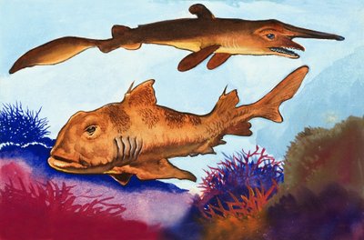 Goblin Shark and Port Jackson Shark by English School