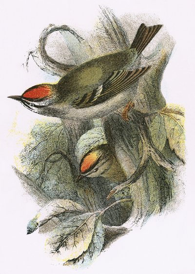 Goldcrest and Firecrest by English School
