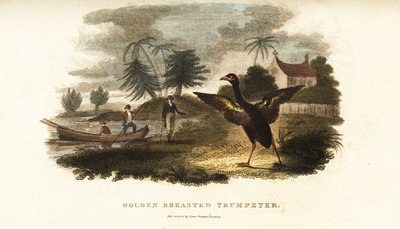 Golden-winged trumpeter running to greet Vosmaer when he steps on shore by English School