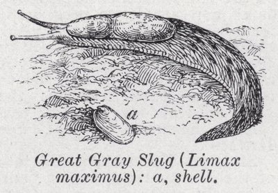 Great gray slug, Limax maximus by English School