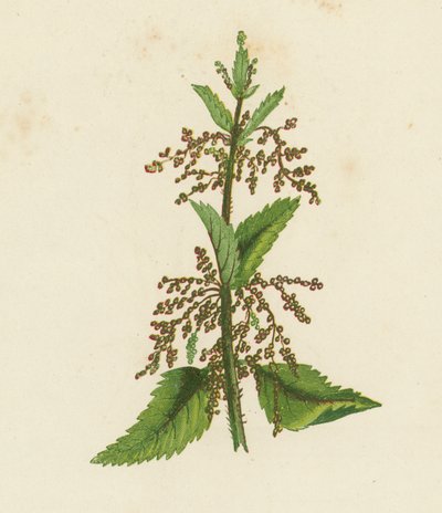 Green Nettle, Urtica Dioica by English School