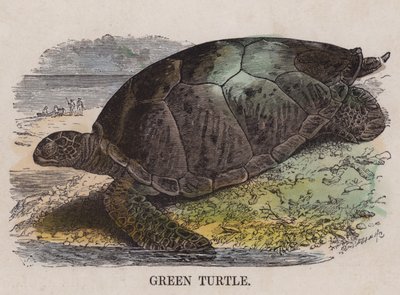 Green Turtle by English School