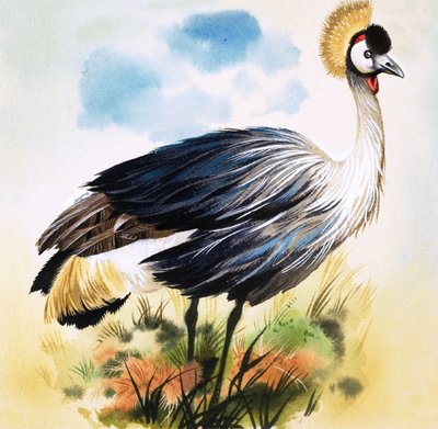Grey Crowned Crane by English School