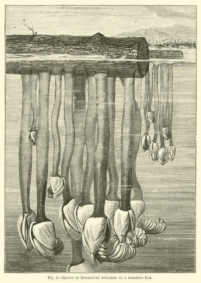 Group of Barnacles attached to a floating Log by English School