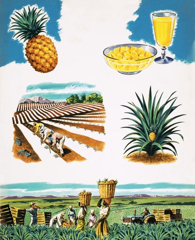 Growing Pineapples by English School