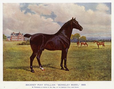 Hackney Pony Stallion 
