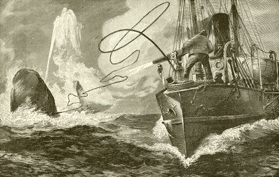 Harpooning a whale from a steamer by English School