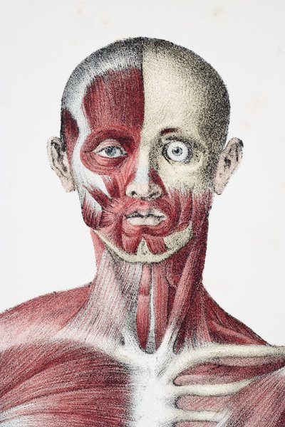 Head and Shoulders of the Male Human Body Showing Muscles, Sinews, and Bones, from The Vessels of the Human Body, edited by Jones Quain and William Wilson, published by Taylor and Watson, London in 1837 by English School