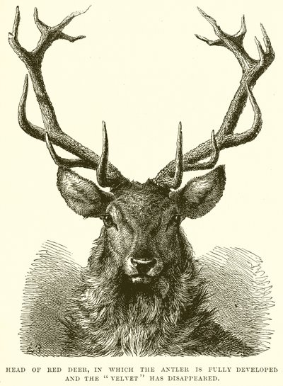 Head of Red Deer (detail) by English School