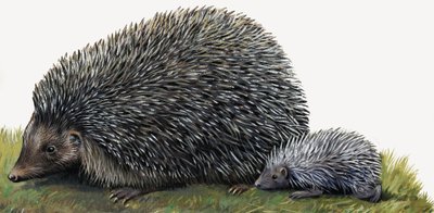 Hedgehogs by English School
