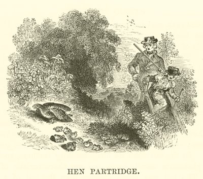 Hen Partridge by English School