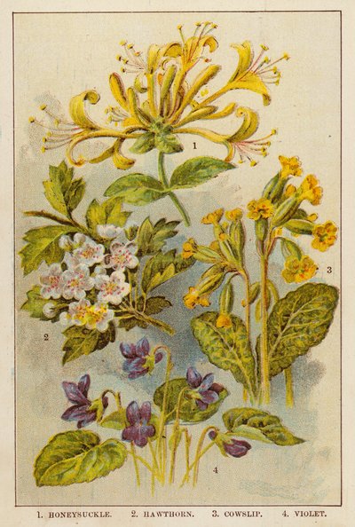 Honeysuckle, Hawthorn, Cowslip, Violet by English School