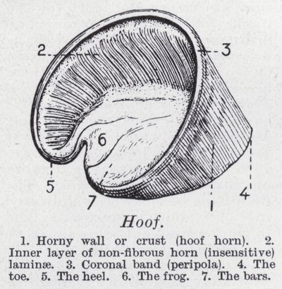 Hoof by English School