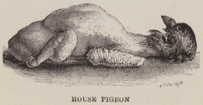 House Pigeon by English School