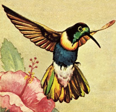 Humming Bird by English School