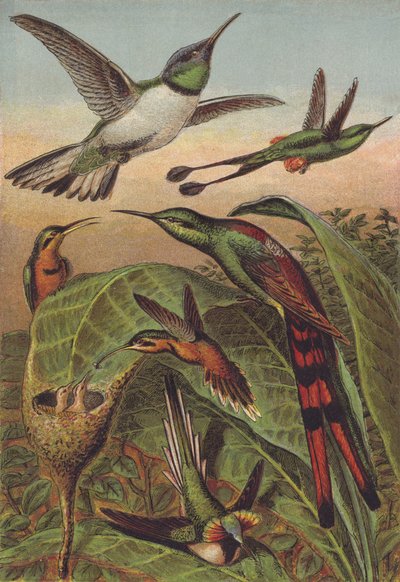 Hummingbirds by English School